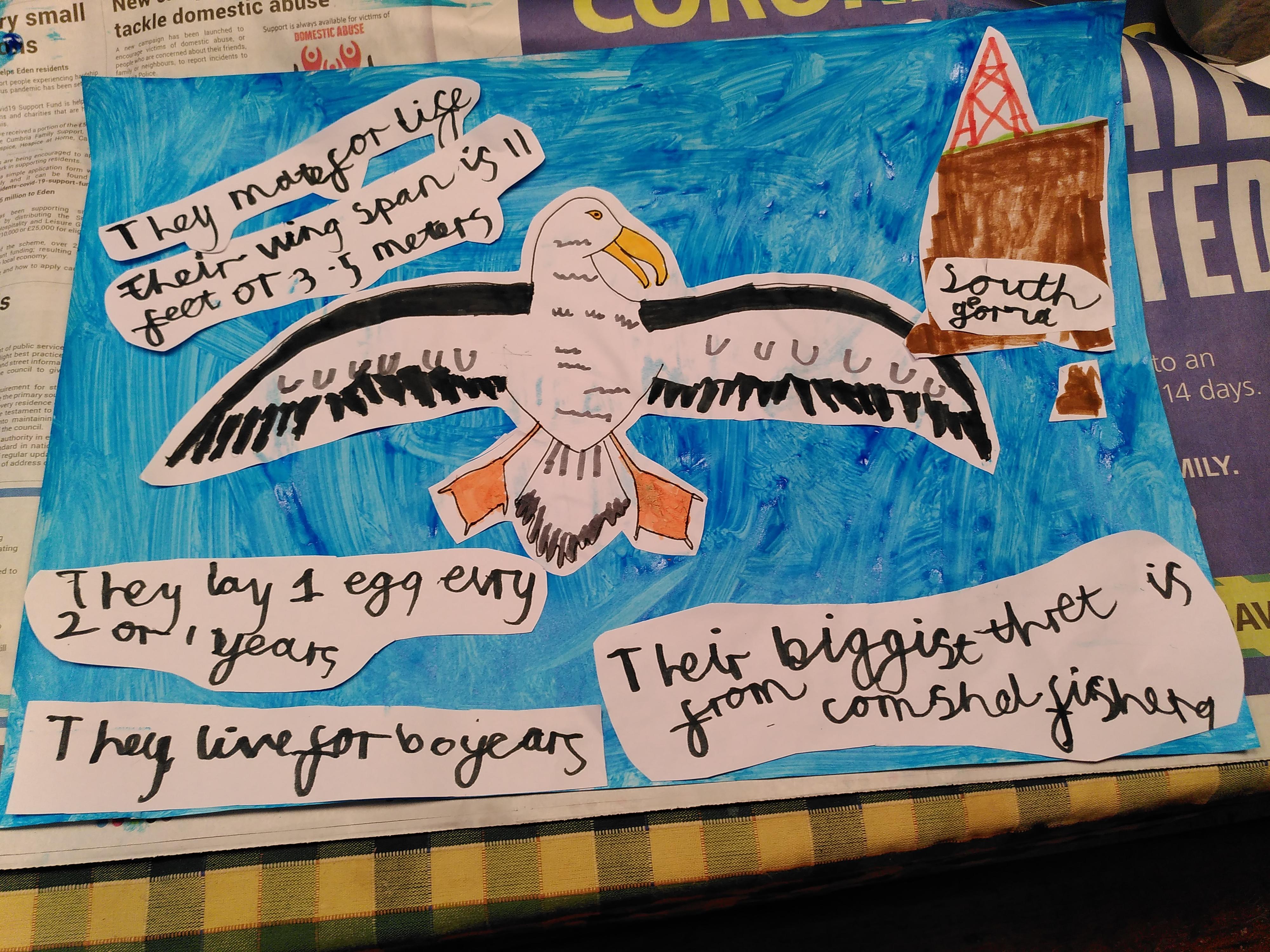 Reuben has been researching  albatrosses.